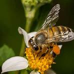 types of honey bees5
