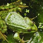 Frogs3