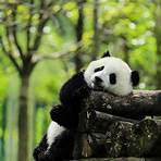 giant panda facts china1