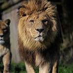 african lion pictures2