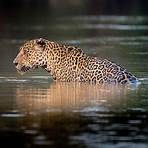 jaguar animal2