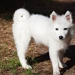 white dog fluffy2
