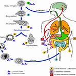 what is the life cycle of entamoeba histolytica cdc4