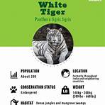 White Tiger5