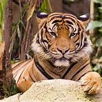 Tigres1