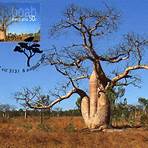 les baobabs en afrique3