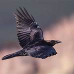 raven symbolism3