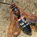 wasp species1