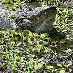 Master Gator Airboat Tours of Palm Beach County West Palm Beach, FL3