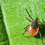 what are the kinds of ticks in children1