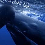 Secrets of the Whales série de televisão5