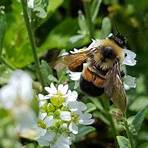 bumblebee bee3