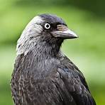jackdaw facts2