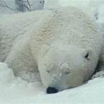 The Polar Bears of Churchill, with Ewan McGregor Film5