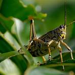 Why do grasshoppers become Locust?3