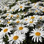 how to care for shasta daisies after they bloom2