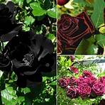 rose black pink2