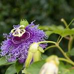 Passion's Flower3