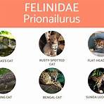 define genus felis4