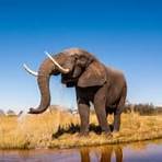 How old is the oldest elephant in history?1