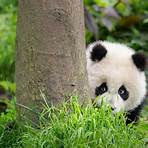 panda bear2