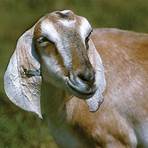 nubian goats5