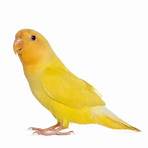 yellow bird (company) images3