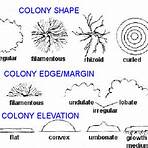 define colony in microbiology terms pdf4