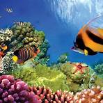 Great Barrier Reef filme5
