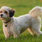 How much does a cavachon dog cost?1