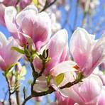 magnolias1