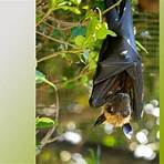 types of flying foxes4