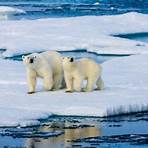 polar bears fun facts3