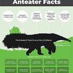 How big is a giant anteater?1
