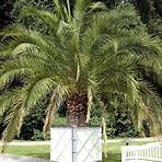 O Palmenbaum4