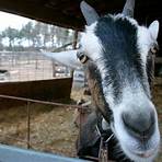 Celebrity Goat Dairy Siler City, NC4