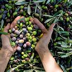 sind schwarze oliven gesund3