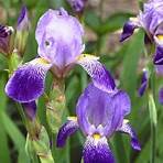 iris zwiebeln winterhart4