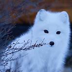 arctic fox information for kids4