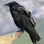 raven bird myths3