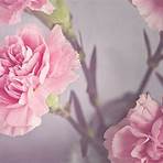 Carnation2