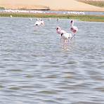 walvis bay ausflüge flamingo4