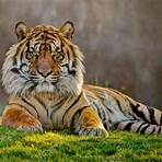 la tigre2