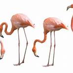 flamingos bilder1