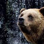 urso pardo curiosidades4