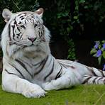 el tigre blanco wikipedia2