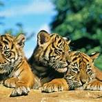 Tiger wikipedia3