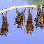 flying foxes2