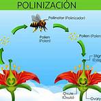 donde se encuentra el polen2