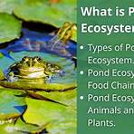 What are the different types of pond ecosystems?1